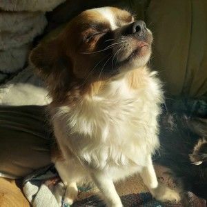 Meet your Posher, Posh